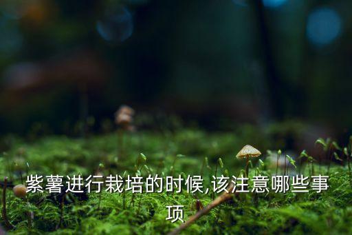  紫薯進行栽培的時候,該注意哪些事項