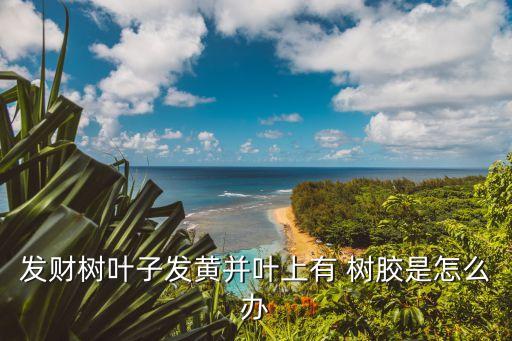 發財樹葉子發黃并葉上有 樹膠是怎么辦