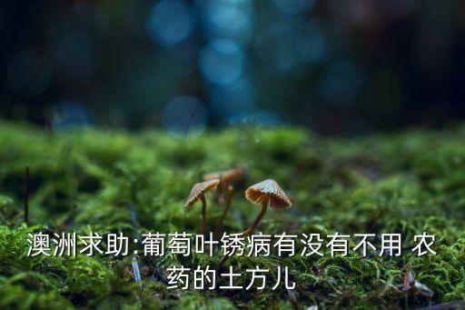 什么農(nóng)藥可以殺死棕樹蟲,什么藥能殺死棕樹
