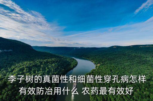 種植李子最怕什么農藥消毒,種植貝母怕什么農藥