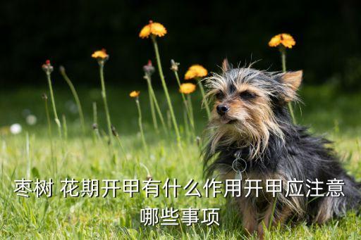 冬棗花期打什么農(nóng)藥,冬棗打農(nóng)藥嗎?