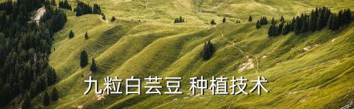 九粒白蕓豆 種植技術