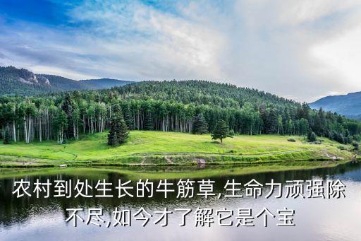 農村到處生長的牛筋草,生命力頑強除不盡,如今才了解它是個寶