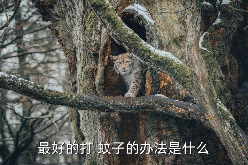 最好的打 蚊子的辦法是什么