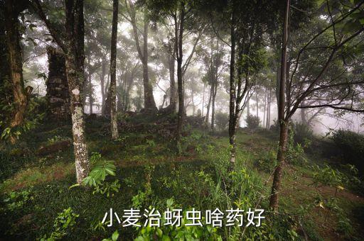  小麥治蚜蟲啥藥好