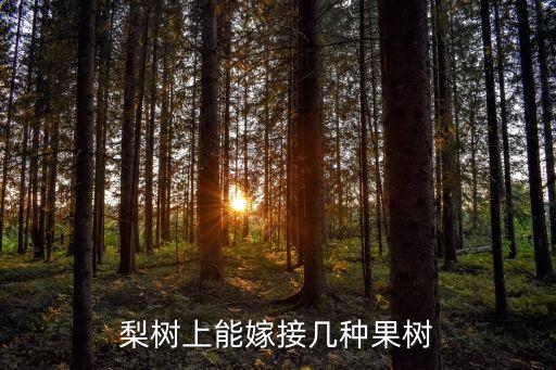 什么農藥打死香蕉樹,香蕉樹最怕什么農藥
