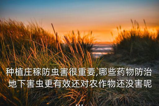 種植莊稼防蟲害很重要,哪些藥物防治 地下害蟲更有效還對農(nóng)作物還沒害呢...