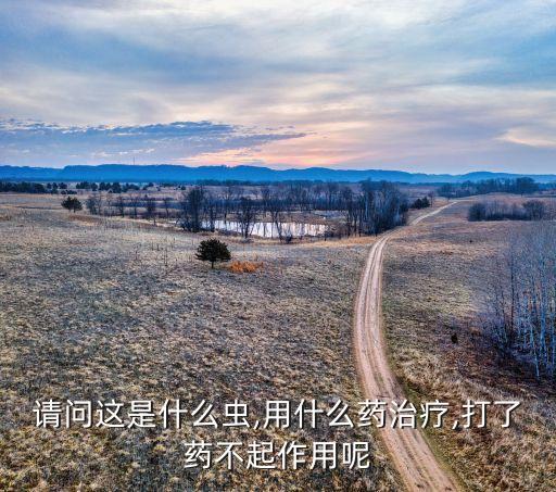請問這是什么蟲,用什么藥治療,打了藥不起作用呢