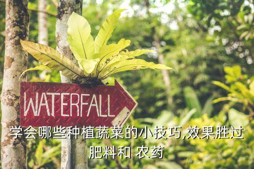 學會哪些種植蔬菜的小技巧,效果勝過肥料和 農藥