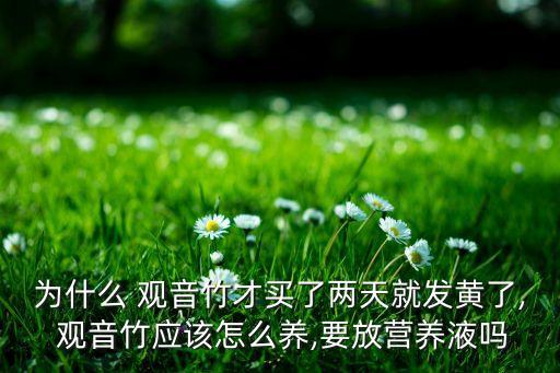 為什么 觀音竹才買了兩天就發黃了, 觀音竹應該怎么養,要放營養液嗎