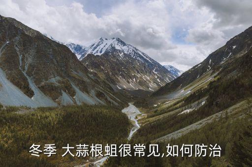 冬季 大蒜根蛆很常見,如何防治