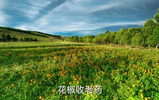  花椒收老藥
