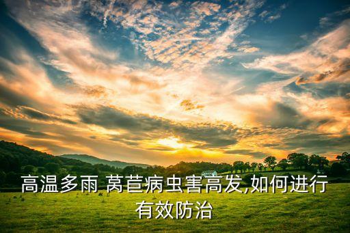 高溫多雨 萵苣病蟲害高發,如何進行有效防治