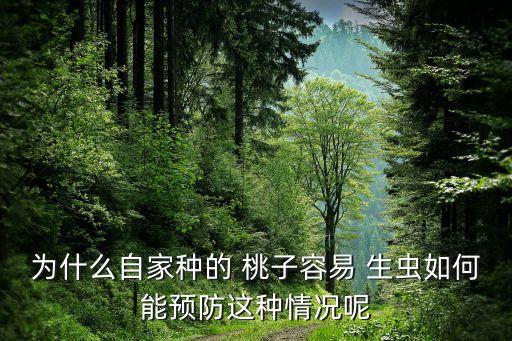 桃子用什么農藥不會生蟲,桃子管理打什么農藥