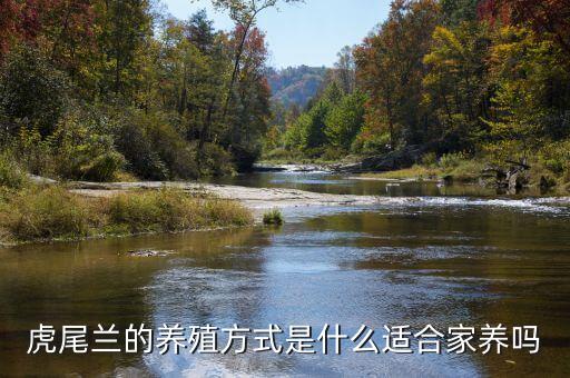 虎尾蘭的養(yǎng)殖方式是什么適合家養(yǎng)嗎