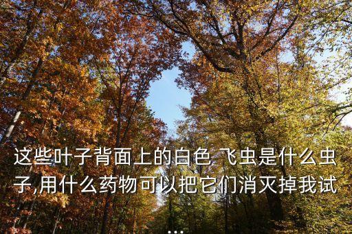 什么農藥能殺死小白飛蟲,大樹用什么農藥可快速殺死