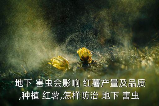  地下 害蟲會影響 紅薯產(chǎn)量及品質(zhì),種植 紅薯,怎樣防治 地下 害蟲