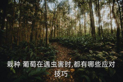 栽種 葡萄在遇蟲害時,都有哪些應對技巧