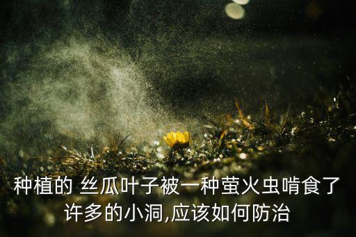 種植的 絲瓜葉子被一種螢火蟲啃食了許多的小洞,應該如何防治