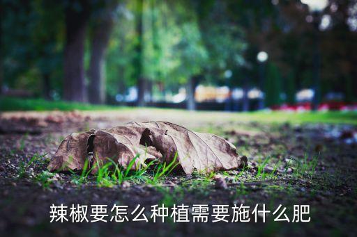  辣椒要怎么種植需要施什么肥