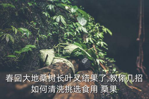 春回大地桑樹長葉又結(jié)果了,教你幾招如何清洗挑選食用 桑果