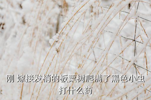 剛 嫁接發梢的板粟樹爬滿了黑色小蟲打什么藥