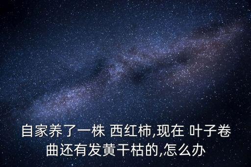 自家養了一株 西紅柿,現在 葉子卷曲還有發黃干枯的,怎么辦