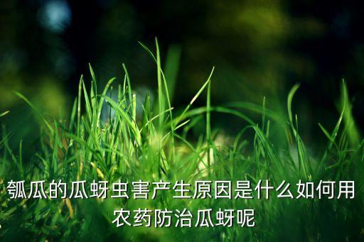 瓠瓜的瓜蚜蟲害產生原因是什么如何用 農藥防治瓜蚜呢