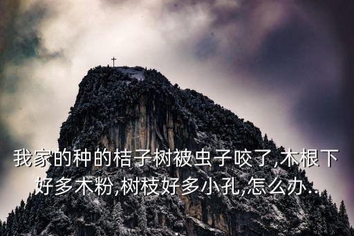 我家的種的桔子樹被蟲子咬了,木根下好多木粉,樹枝好多小孔,怎么辦...