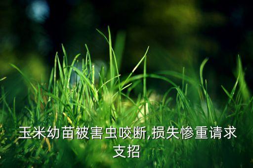 玉米苗床噴什么農藥防蟲,玉米爛心用什么農藥治