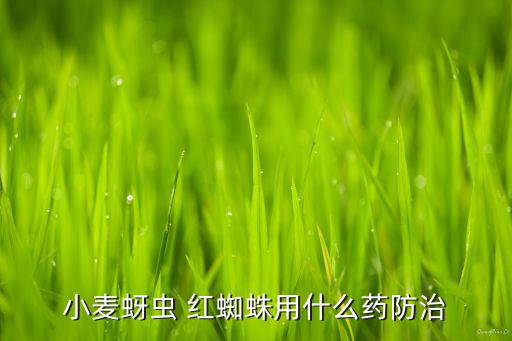 紅蜘蛛冬季用什么農藥,小麥紅蜘蛛冬季農藥能打死嗎