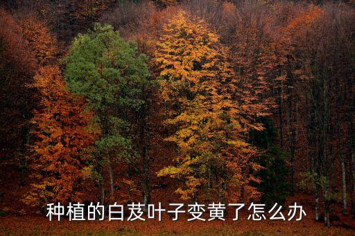 種植的白芨葉子變黃了怎么辦