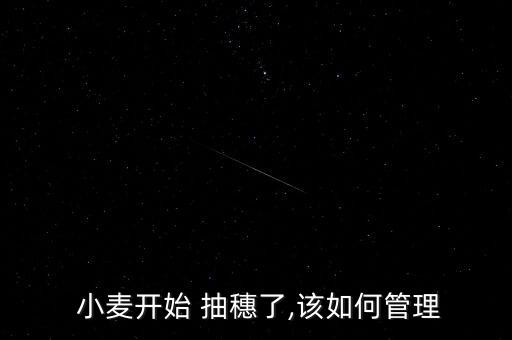  小麥開始 抽穗了,該如何管理
