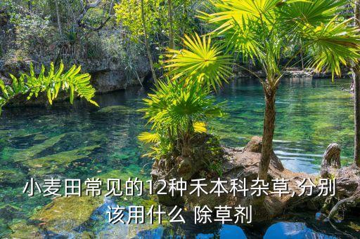 黑麥草用什么農藥除草,什么農藥除草效果最好