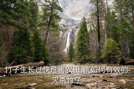 竹子生長過快危害農田,該如何有效的滅殺竹子