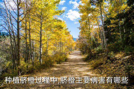 種植臍橙過(guò)程中,臍橙主要病害有哪些
