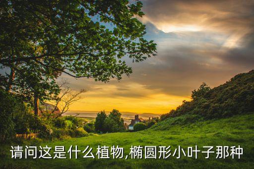 斑鳩窩子草用什么農藥除