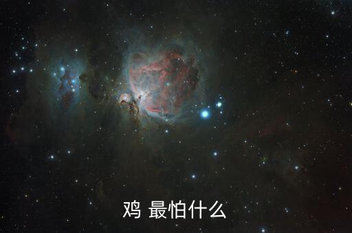 雞最怕味道什么農(nóng)藥味,雞怕聞到什么味道
