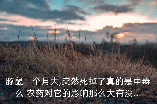 豚鼠一個月大,突然死掉了真的是中毒么 農藥對它的影響那么大有沒...