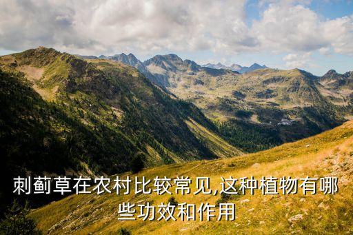 大薊草用什么農(nóng)藥根除,蘆葦用什么農(nóng)藥根除
