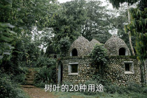  樹葉的20種用途