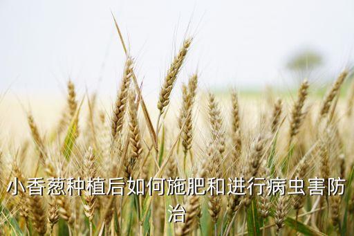 小香蔥種植后如何施肥和進行病蟲害防治
