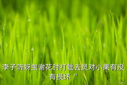 李子防蚜蟲謝花時打蚍去靈對小果有沒有損壞“
