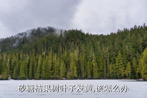 種沙糖桔打什么農藥,沙糖桔一股農藥味