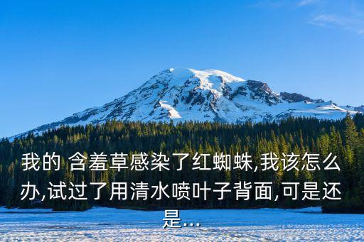 我的 含羞草感染了紅蜘蛛,我該怎么辦,試過了用清水噴葉子背面,可是還是...