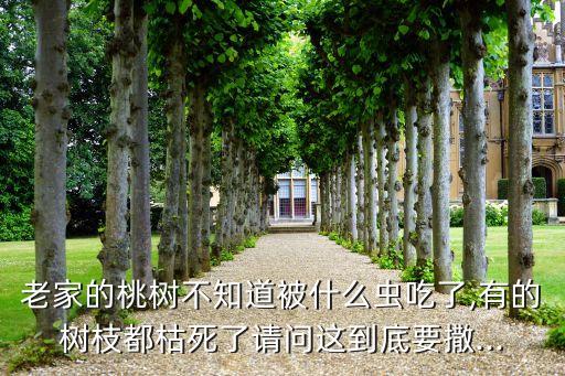 老家的桃樹不知道被什么蟲吃了,有的樹枝都枯死了請問這到底要撒...