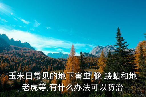 玉米田常見的地下害蟲,像 螻蛄和地老虎等,有什么辦法可以防治
