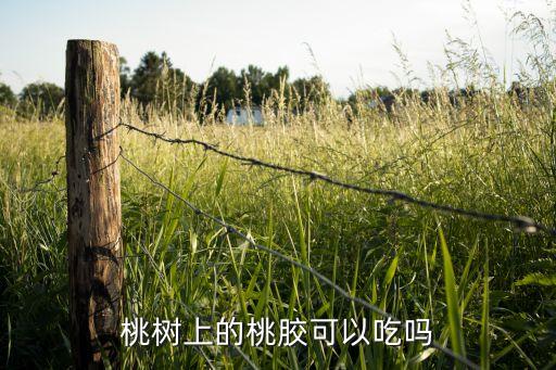 沒打農藥的桃子叫什么
