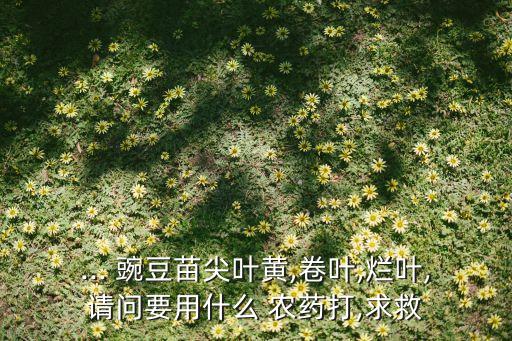 ... 豌豆苗尖葉黃,卷葉,爛葉,請問要用什么 農藥打,求救