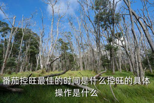 西紅柿打農(nóng)藥什么時間打,種植西紅柿用什么農(nóng)藥